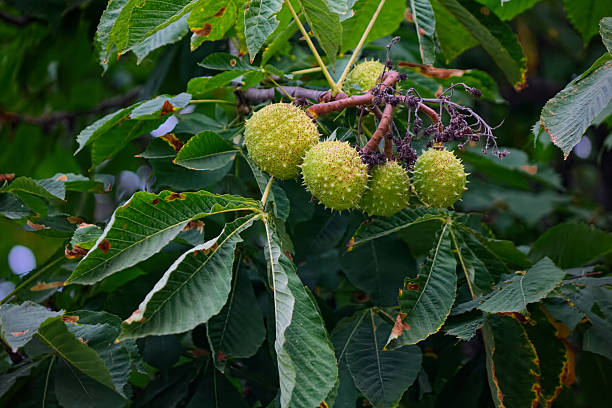 istock Fruits of the chestnut 498050102