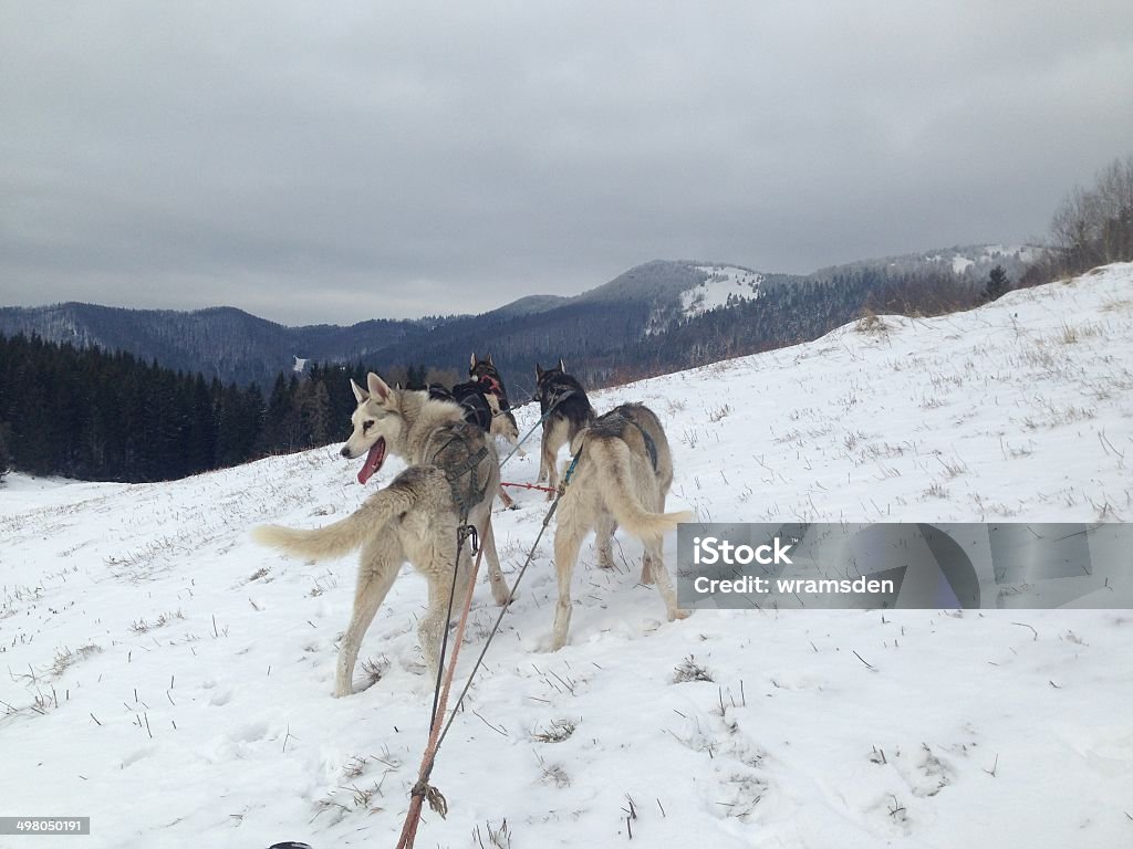Trineo con perros (Mushing) a Donovaly, Eslovaquia - Foto de stock de Actividad libre de derechos