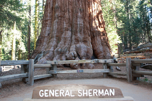 General Sherman Tree huge trunks in Sequoia National Park, California USA