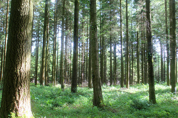Abbot's woods in Polegate.