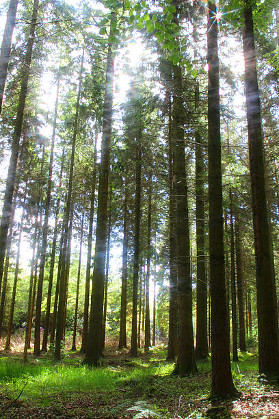 istock Image of woodland with morning sun shining through tree trunks 498050603