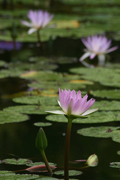 istock Partially opened pink lotus flower with lilypads in background 498051383