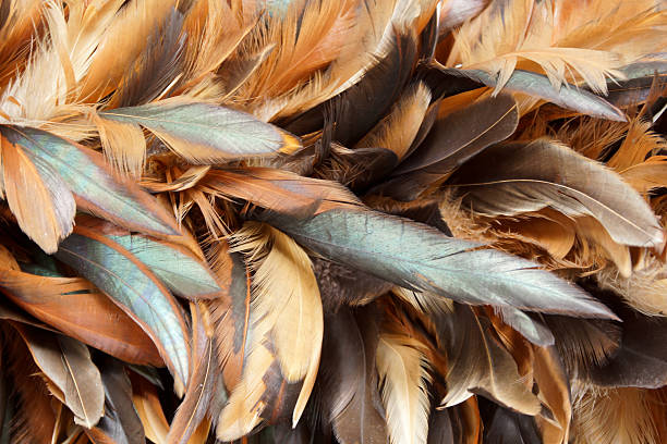 istock Closeup of Chicken Feather Duster 498051657