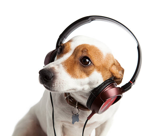 istock Terrier wearing headphones and collar 498051816