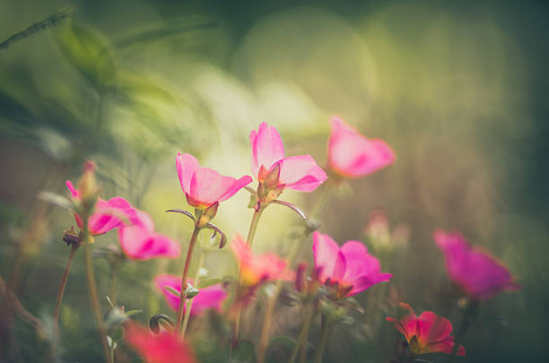 istock Common Purslane or Verdolaga 498051895