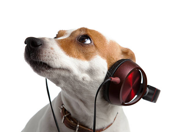 istock Terrier wearing headphones and collar 498051948