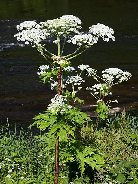 A Giant Hogweed plant (