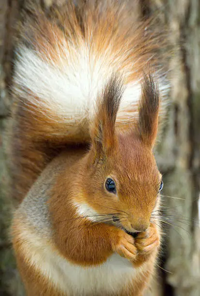 Close-up portrait of eurasian red squirrel, sciurus vulgaris, in front