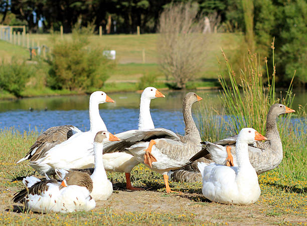 oche su un prato - bird animal flock of birds number 6 foto e immagini stock