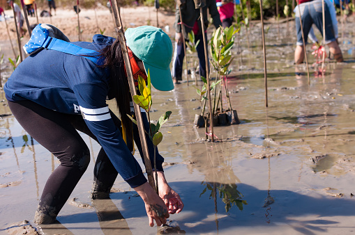 Phuket, Thailand - November 21, 2015: Volunteer  from all over part of Phuket island working on plant young mangrove trees at the swamps nearby Saphan Hin public park