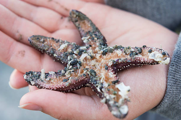 istock Underside of a moving starfish from Pacific ocean 498052798