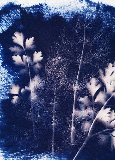 istock Parsley and dill leaves hand printed with cyanotype printing process 498052930