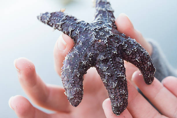 Ocher starfish in a girl's hand