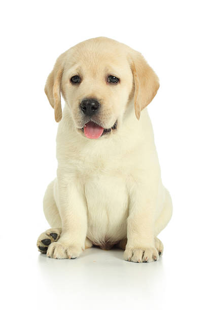 istock Labrador retriever puppy on white. 498053062