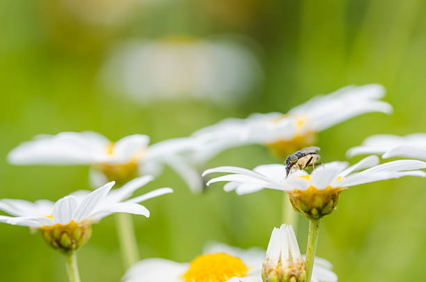 istock White daisy or Leucanthemum vulgare 498053189