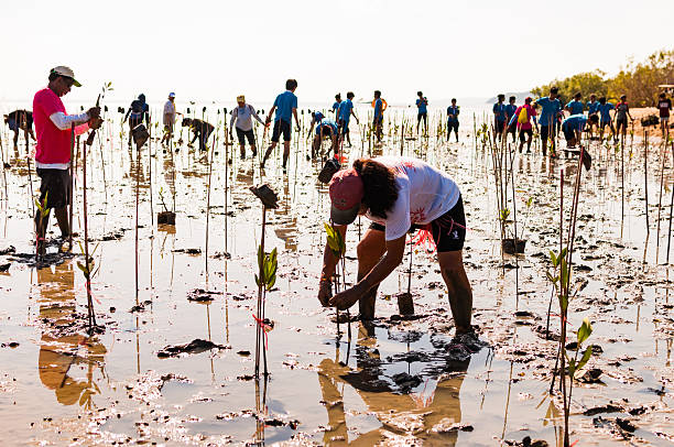 volunteer pflanze junge mangroven-wälder in den sümpfen saphan in der nähe - mangrove stock-fotos und bilder