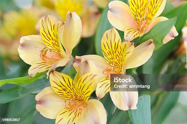 Alstroemeria Dutch Stock Photo - Download Image Now - Alstroemeria, Lily, Macrophotography