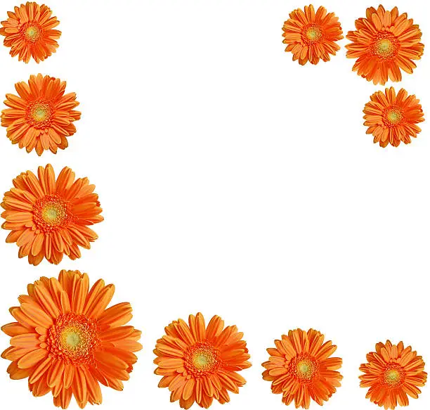 orange daisy gerber flowers create a frame on white background