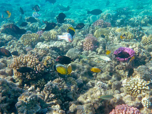 seascape of Tropical Fish and Coral Reef in Sunlight