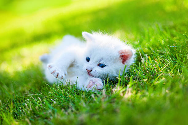 istock little cat, outdoor 498056574
