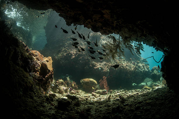 istock Cave and Fish in Raja Ampat 498056882