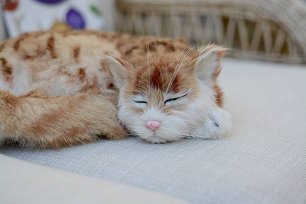 Cat on a sofa A toy cat lying/sleeping on a sofa taxidermy cat stock pictures, royalty-free photos & images