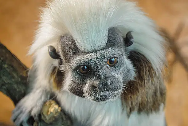 Cotton-top tamarin from closeup view looking interested around