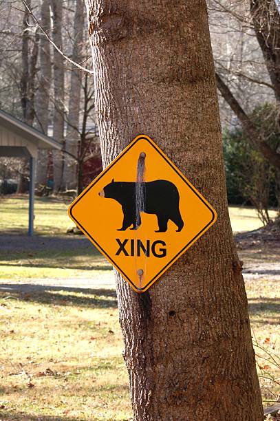 istock Bear crossing sign posted to warn against bears 498058848