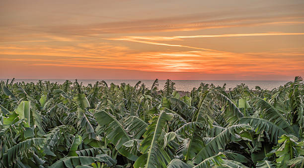 banana farm cielo al atardecer - banana plantation green tree fotografías e imágenes de stock