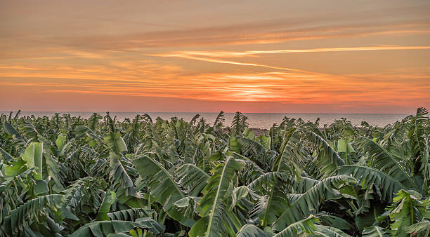 banana farm sky sunset banana farm and sky sunset la palma canary islands photos stock pictures, royalty-free photos & images
