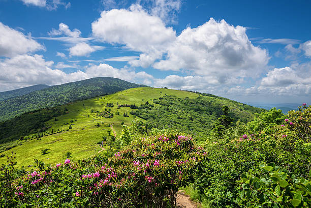 Summer Roan Mountain Bloom stock photo