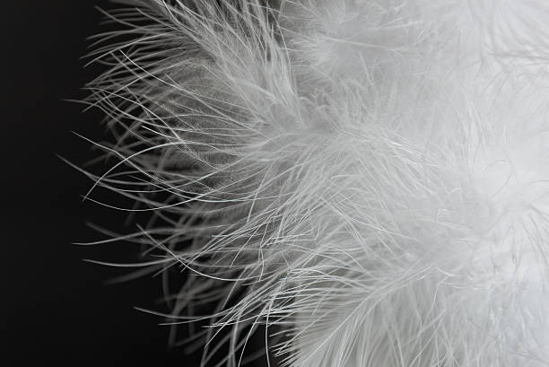 istock close up of white fur on black 498060076