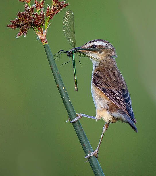istock sedge warbler with  demoiselle 498060670