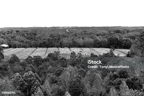 Tobacco Field Can Be Seen In The Distance Stock Photo - Download Image Now - 2015, Agricultural Field, Crop - Plant