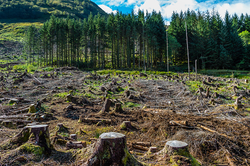 Pine tree forestry exploitation in a sunny day near Glencoe, in the Highlands of Scotland. Stumps and logs show that overexploitation leads to deforestation endangering environment and sustainability.