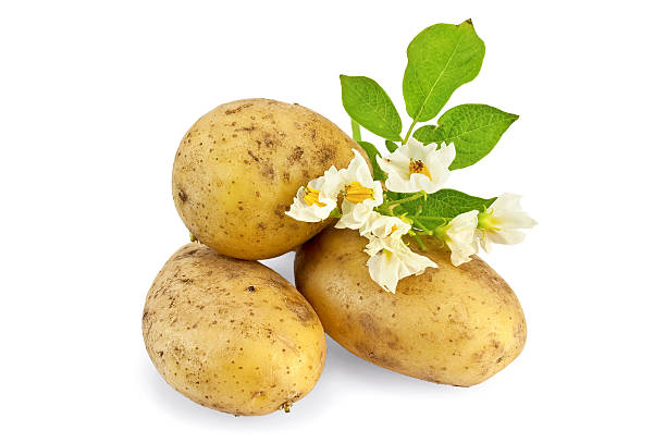 istock Potato yellow with a flower 498062055