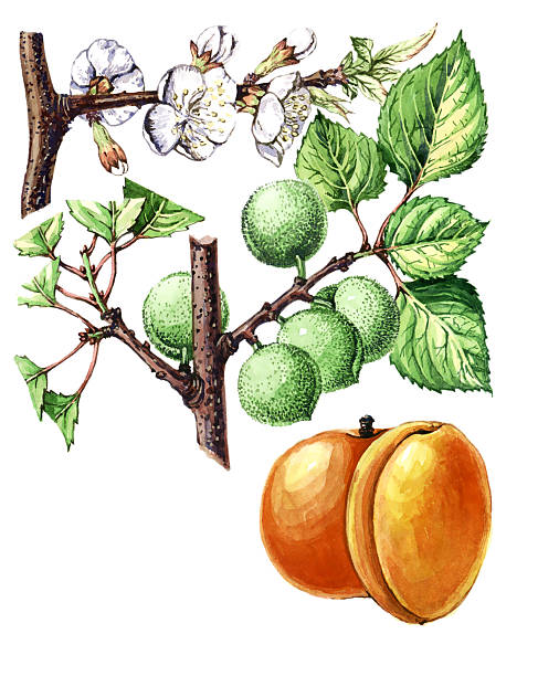 istock Fruits and leaves of apricot. Botany 498062221