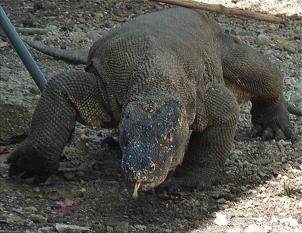 istock Komodo Dragon, Indonesia 498062333