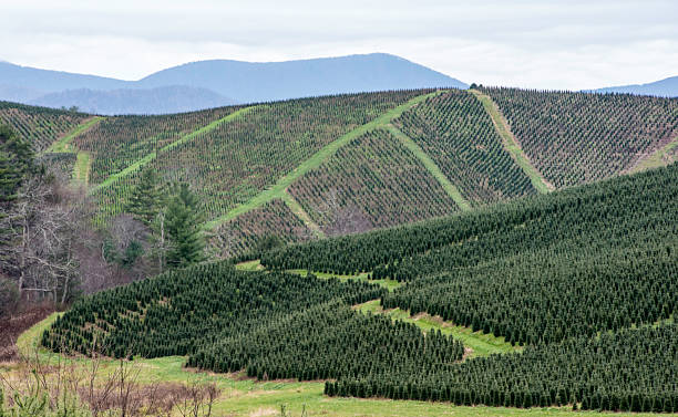 istock Christmas Trees Outside Boone, North Carolina #1 498062604