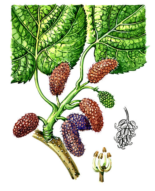 istock Fruits and leaves of mulberry (Morus). Botany 498062613