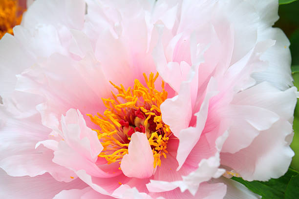 Pink Japanese Peony flower