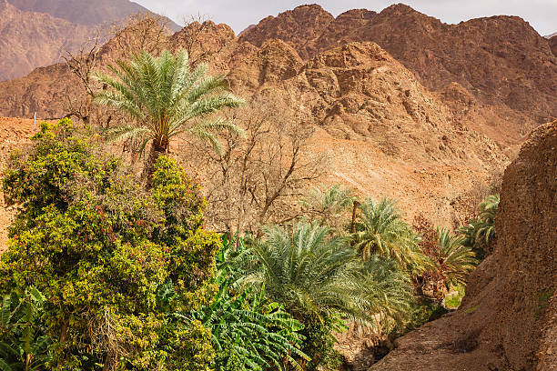 istock UAE: date palms and fruit trees in Arabian desert wadi. 498062874