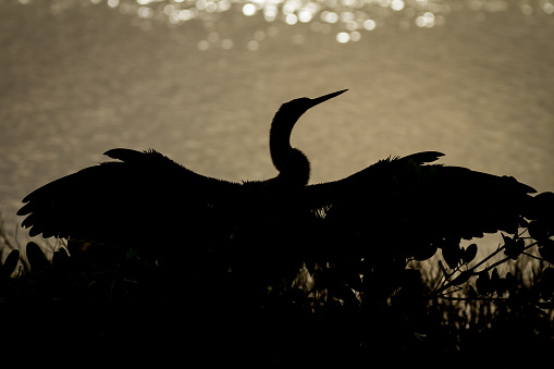 A sillhouette of a anhinga at sunset.