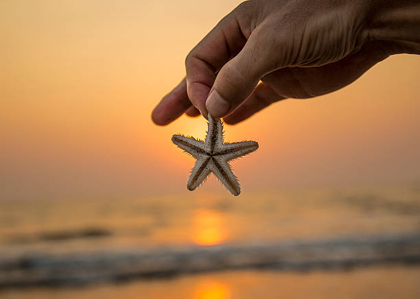 istock Starfish in the hand  on the beach. 498063118