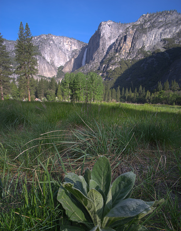 A shot taken in a meadow in Yosemite Valley, the heart of Yosemite National Park. Yosemite Falls is visible in the background. Shot with a wide angle lens and a low point of view for a different perspective.