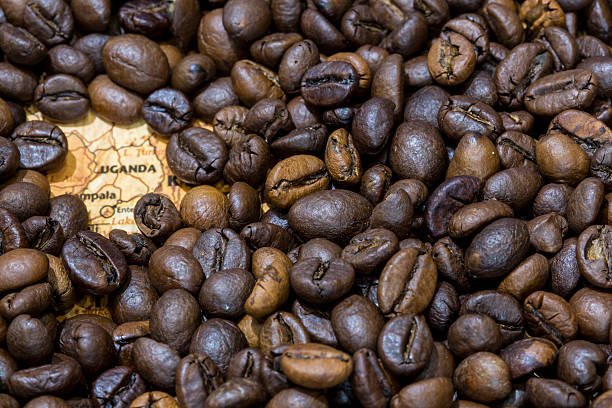 istock Map of Uganda under a background of coffee beans 498063804