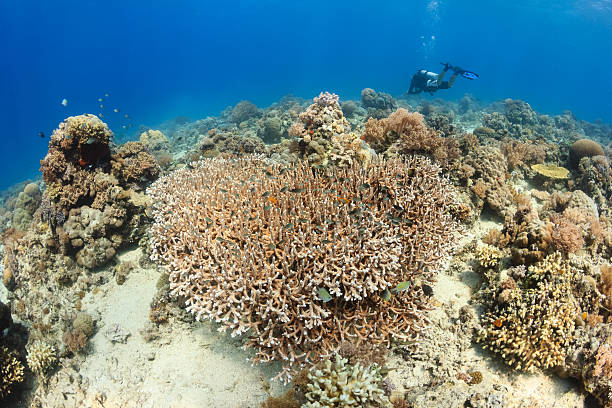 istock SCUBA diver and hard corals on a reef 498064591