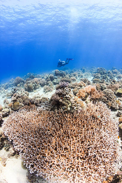 istock SCUBA diver and hard corals on a reef 498064915