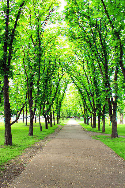 istock Beautiful park with many green trees 498065493