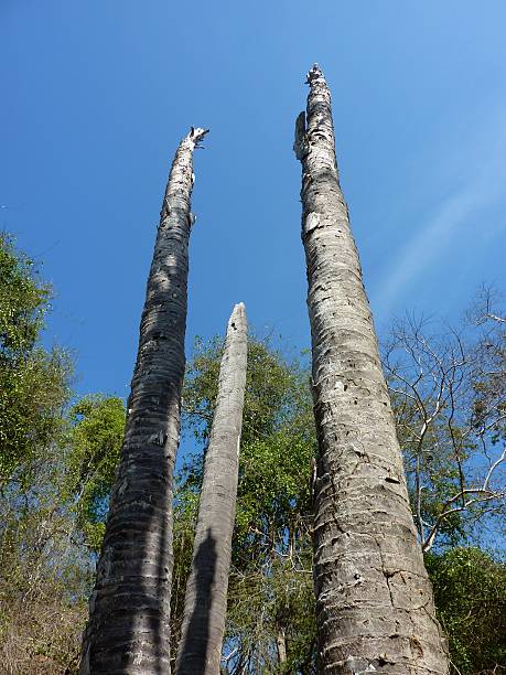 istock Komodo Island dry trees, Indonesia 498065589
